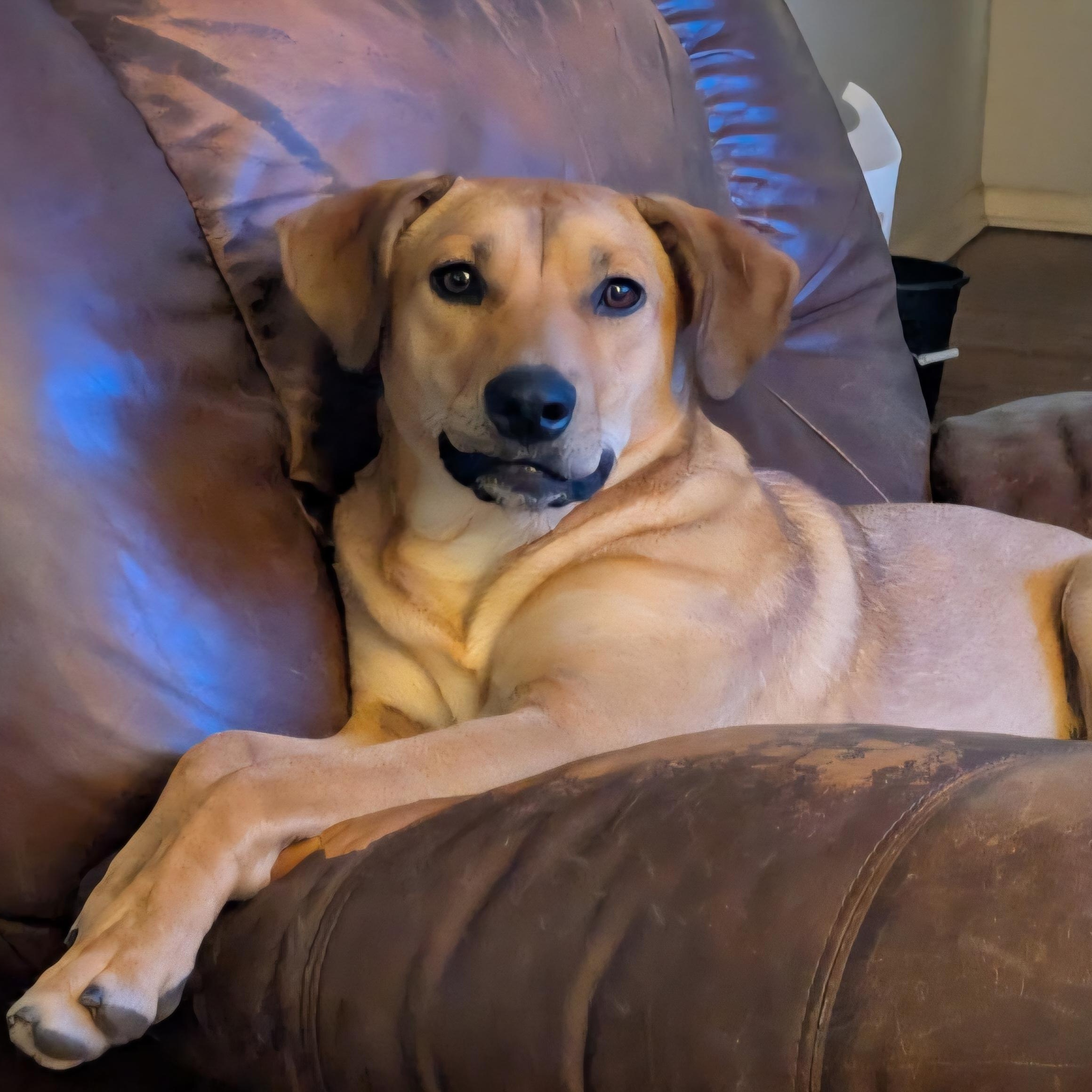 Dog for adoption - Penny, a Labrador Retriever &amp; Doberman Pinscher Mix ...
