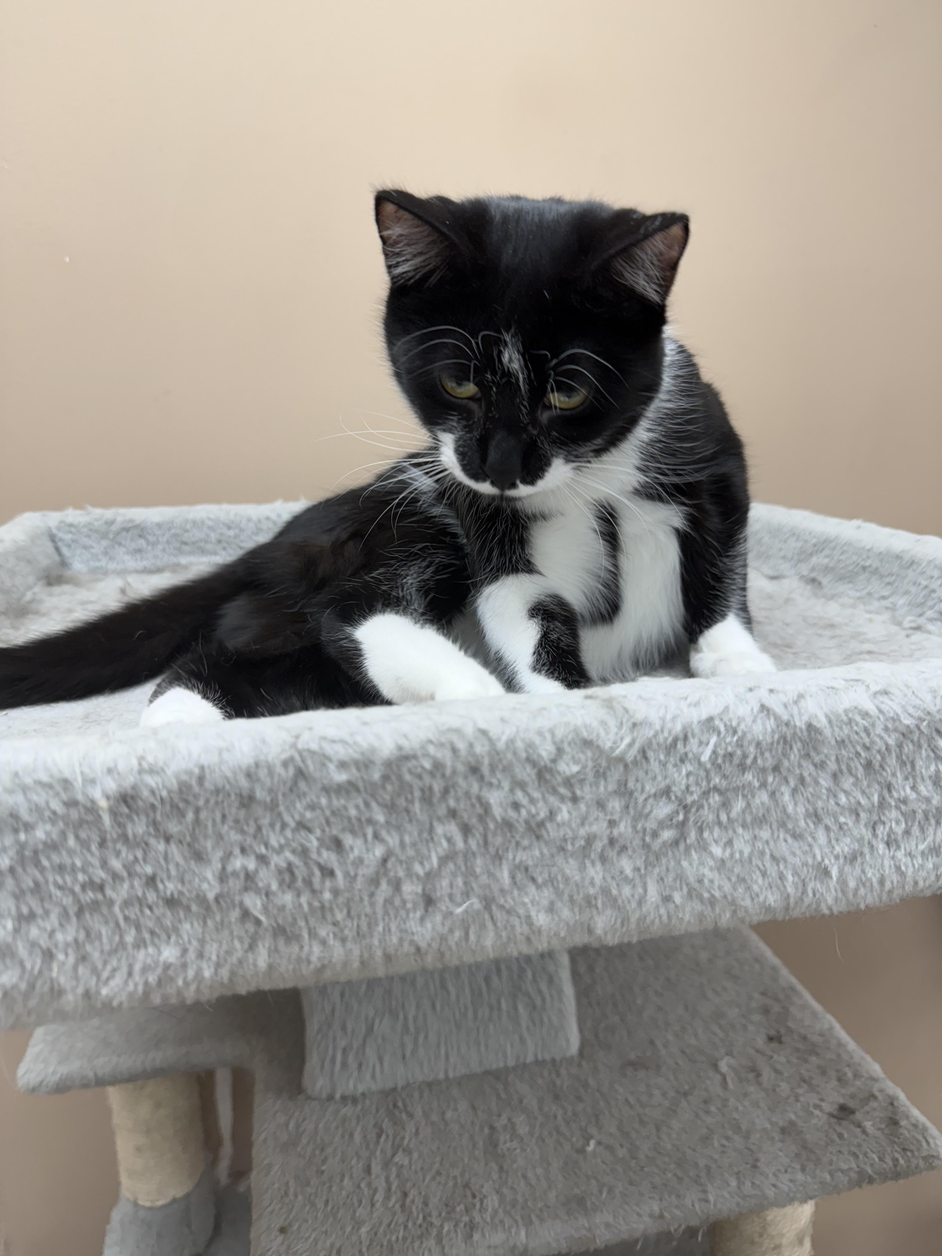 Tessa, a ADOPTABLE Domestic Short Hair in Rochester, NY image 2/3