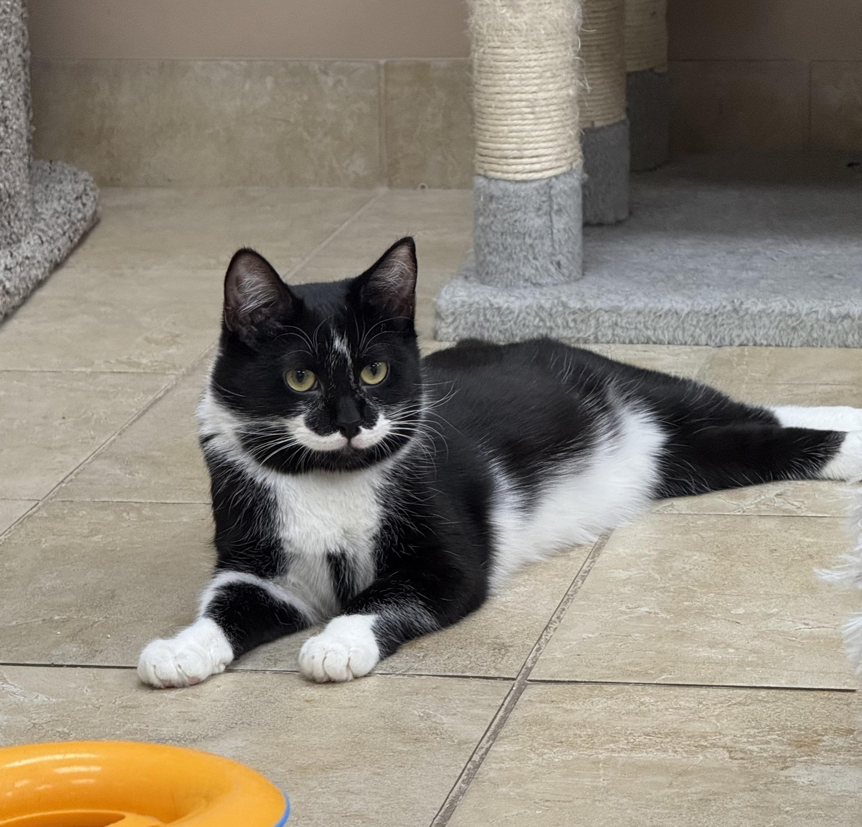 Tessa, a ADOPTABLE Domestic Short Hair in Rochester, NY image 1/3