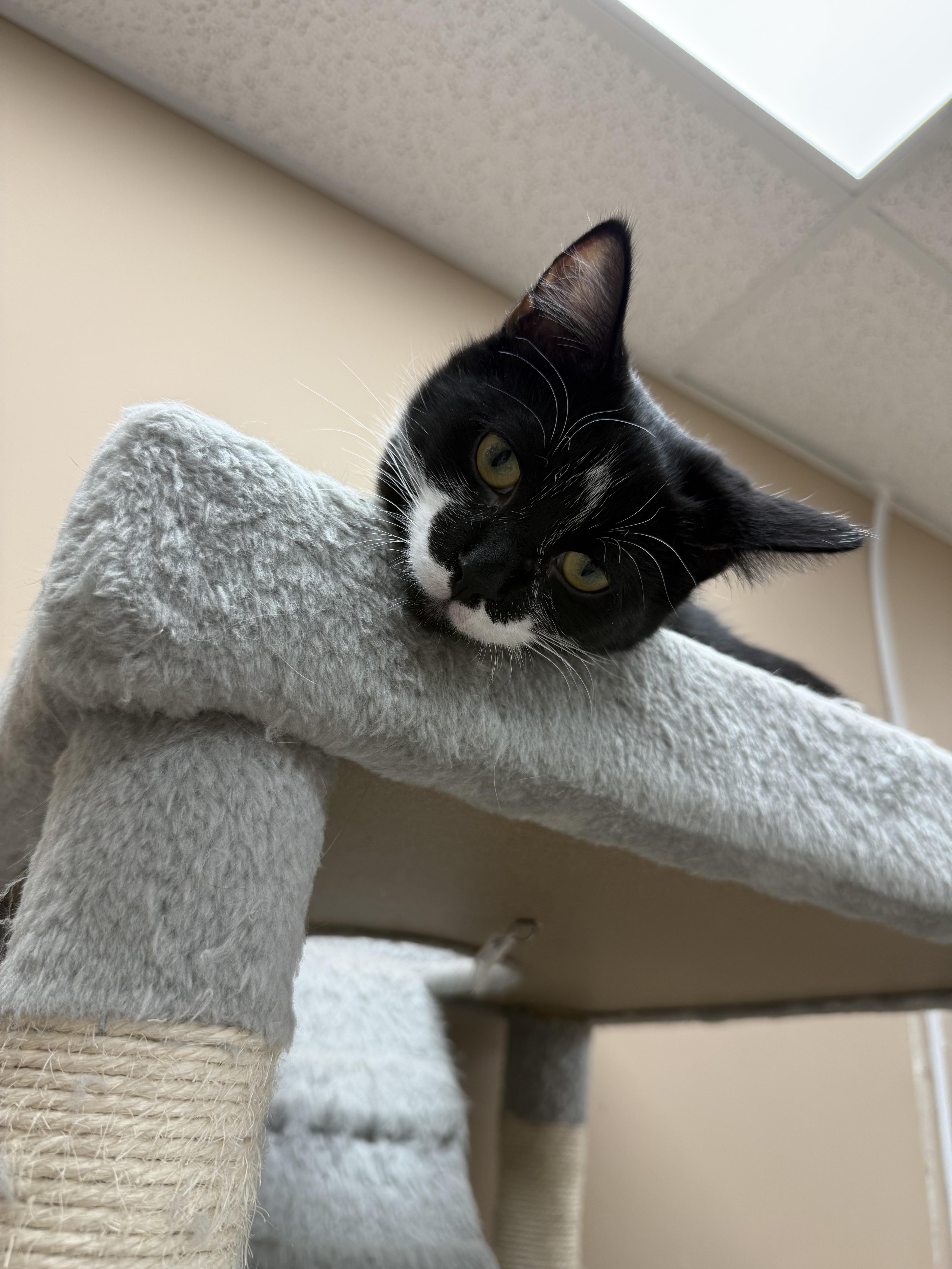 Tessa, a ADOPTABLE Domestic Short Hair in Rochester, NY image 3/3