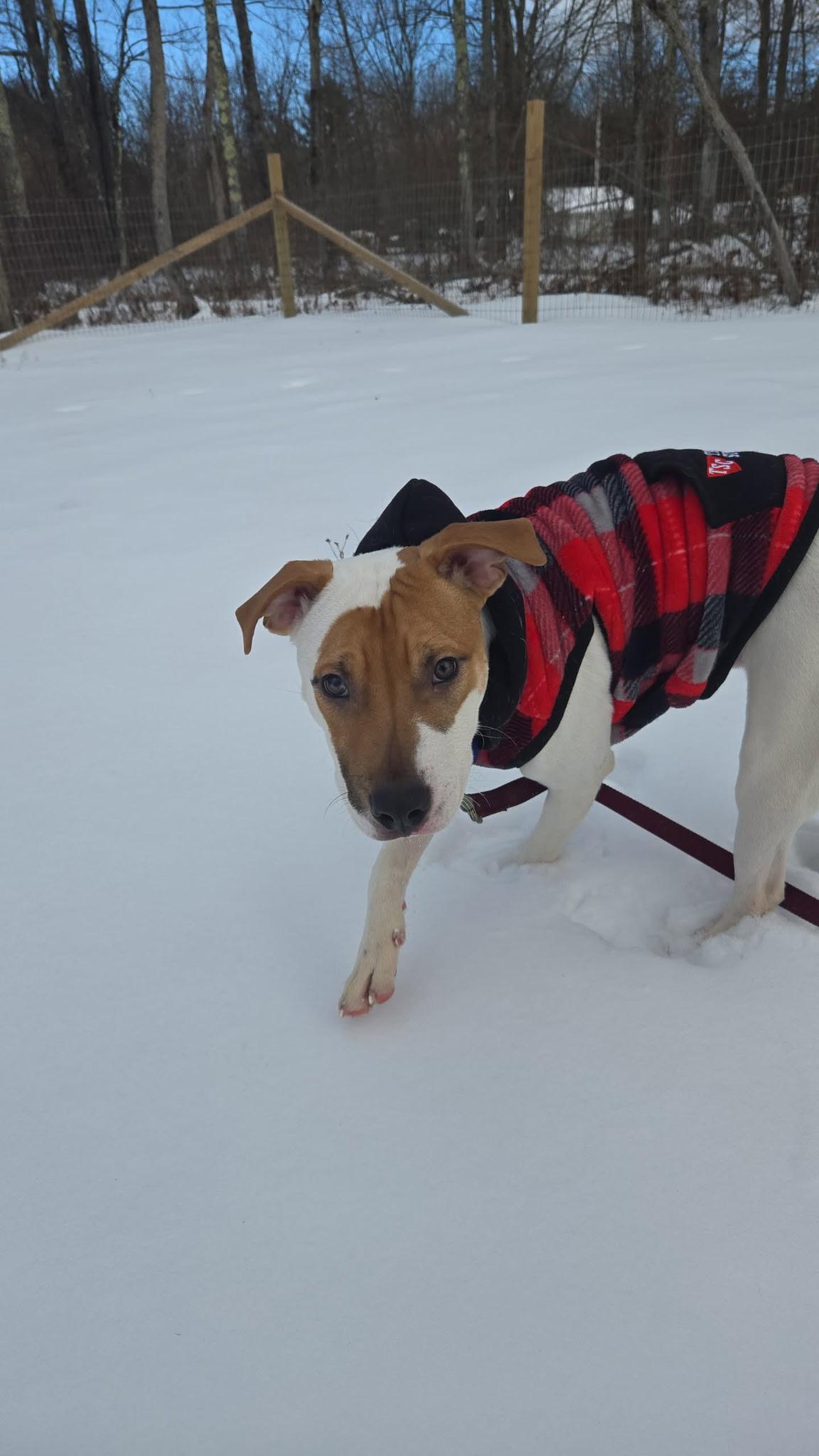 Pickles, ADOPTABLE, Young Male Pit Bull Terrier.