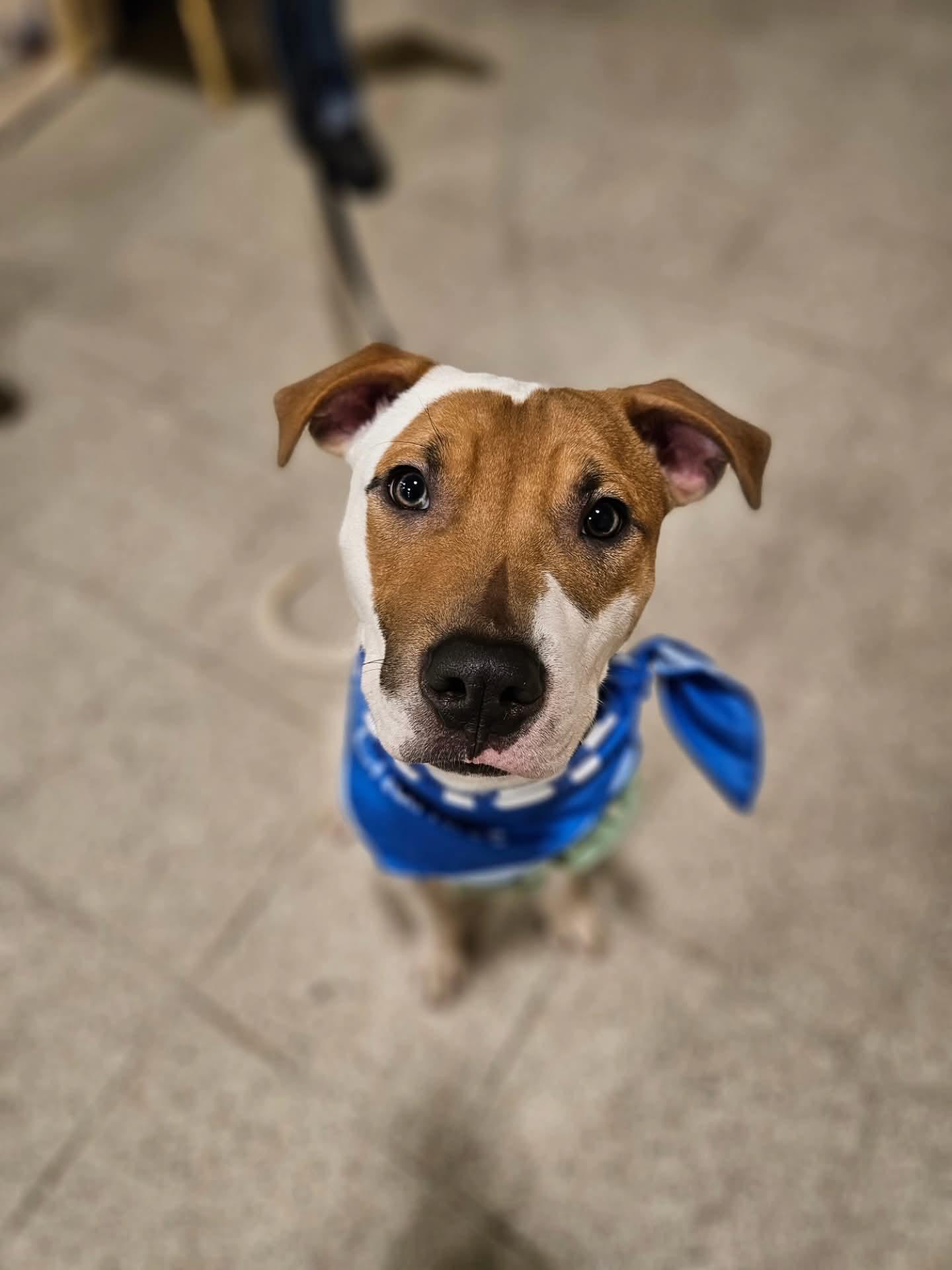 Enlarge Pickles, an adopted mixed breed in Athens, NY image 2/4