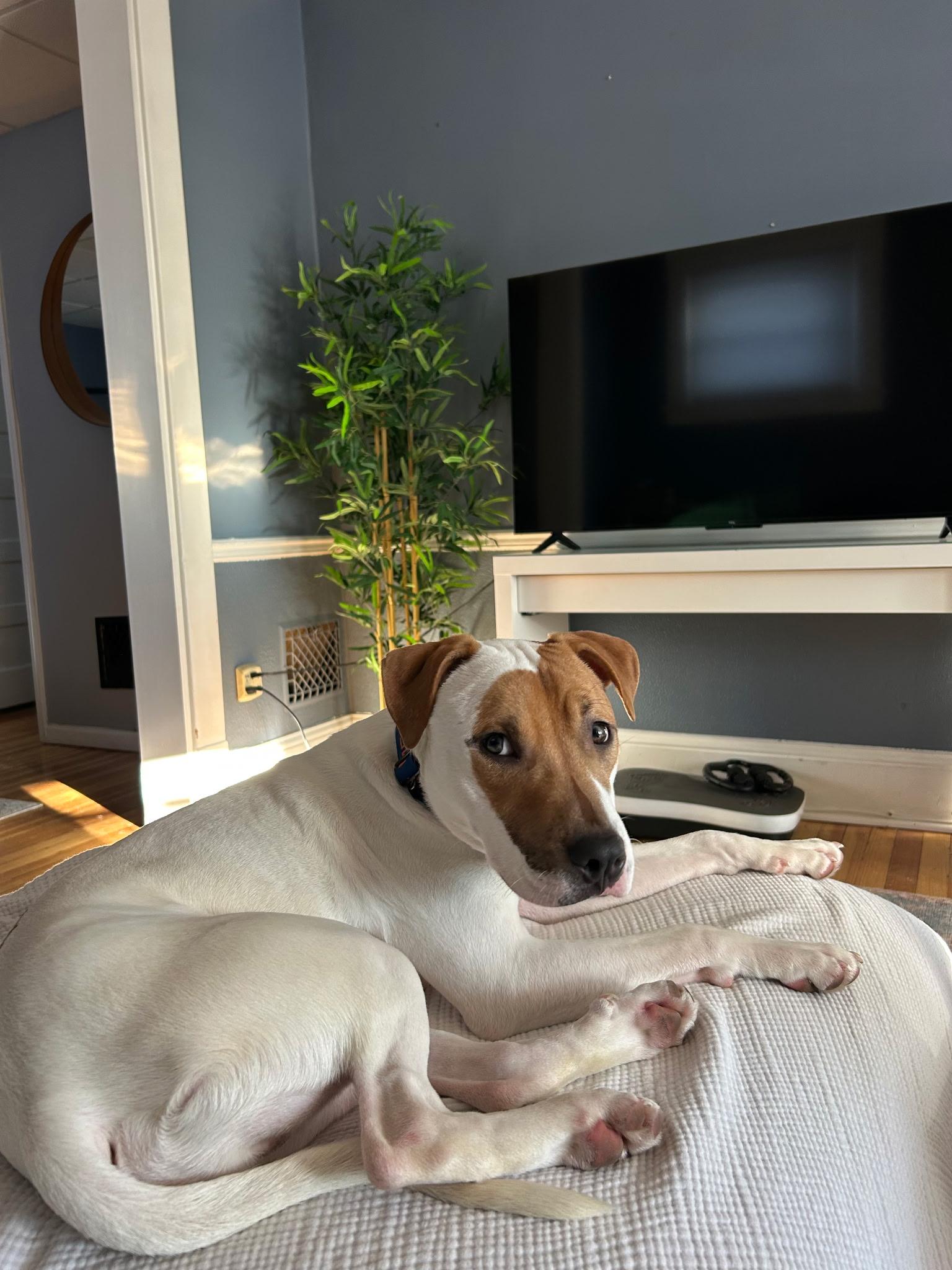 Enlarge Pickles, an adopted mixed breed in Athens, NY image 1/4