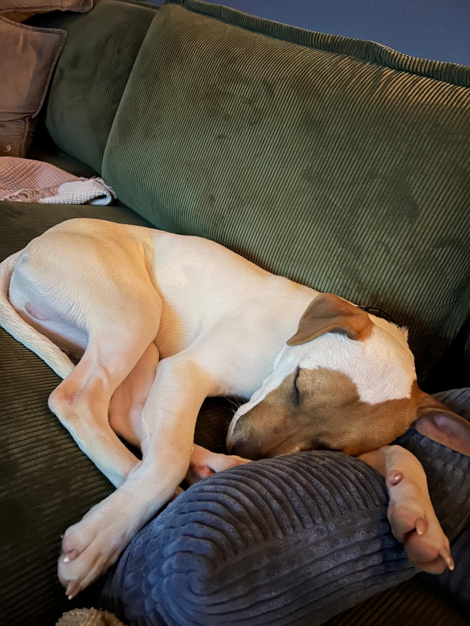 Enlarge Pickles, an adopted mixed breed in Athens, NY image 4/4