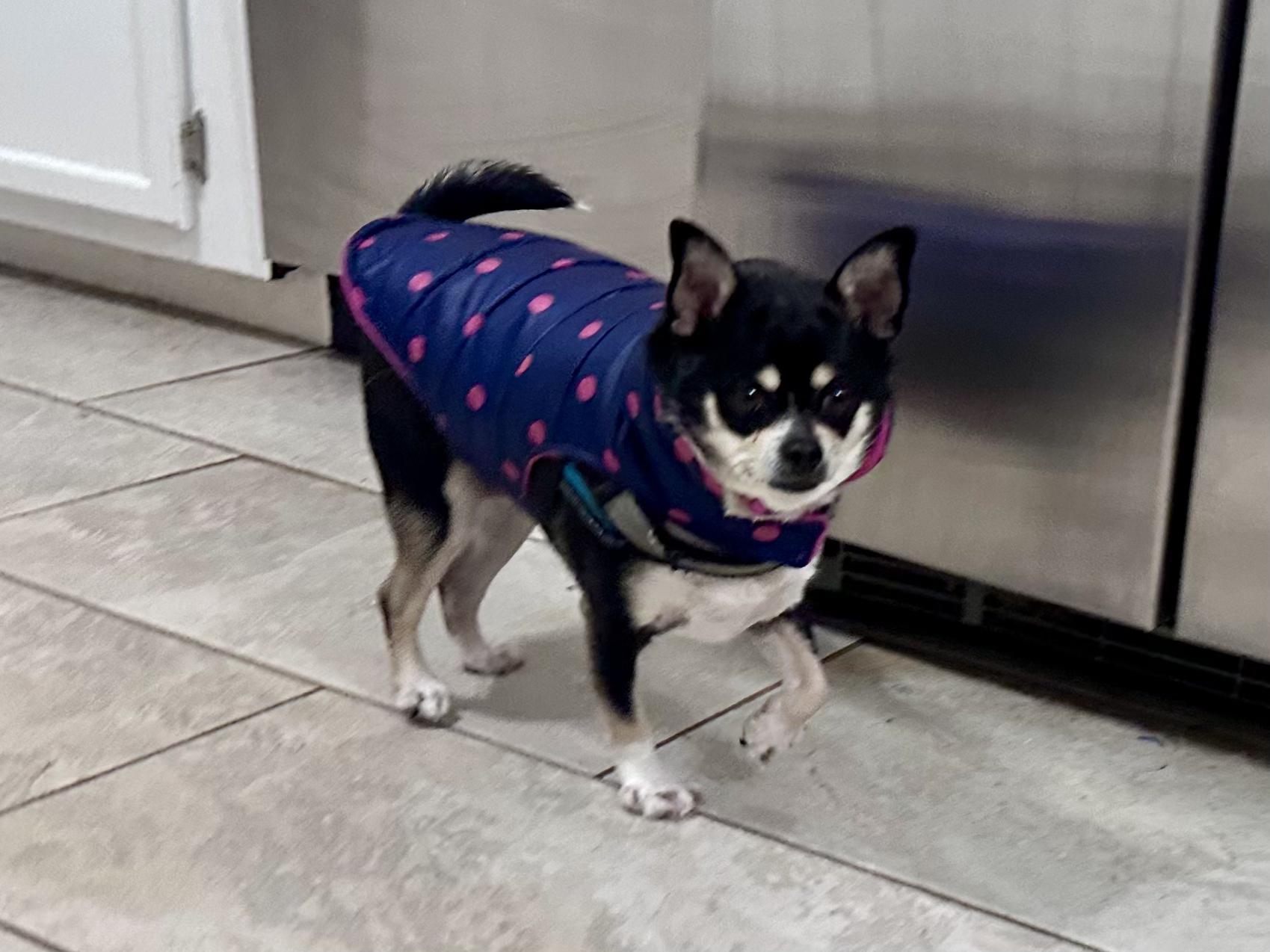 Enlarge Salem , an adopted Chihuahua in Lexington, KY image 2/5