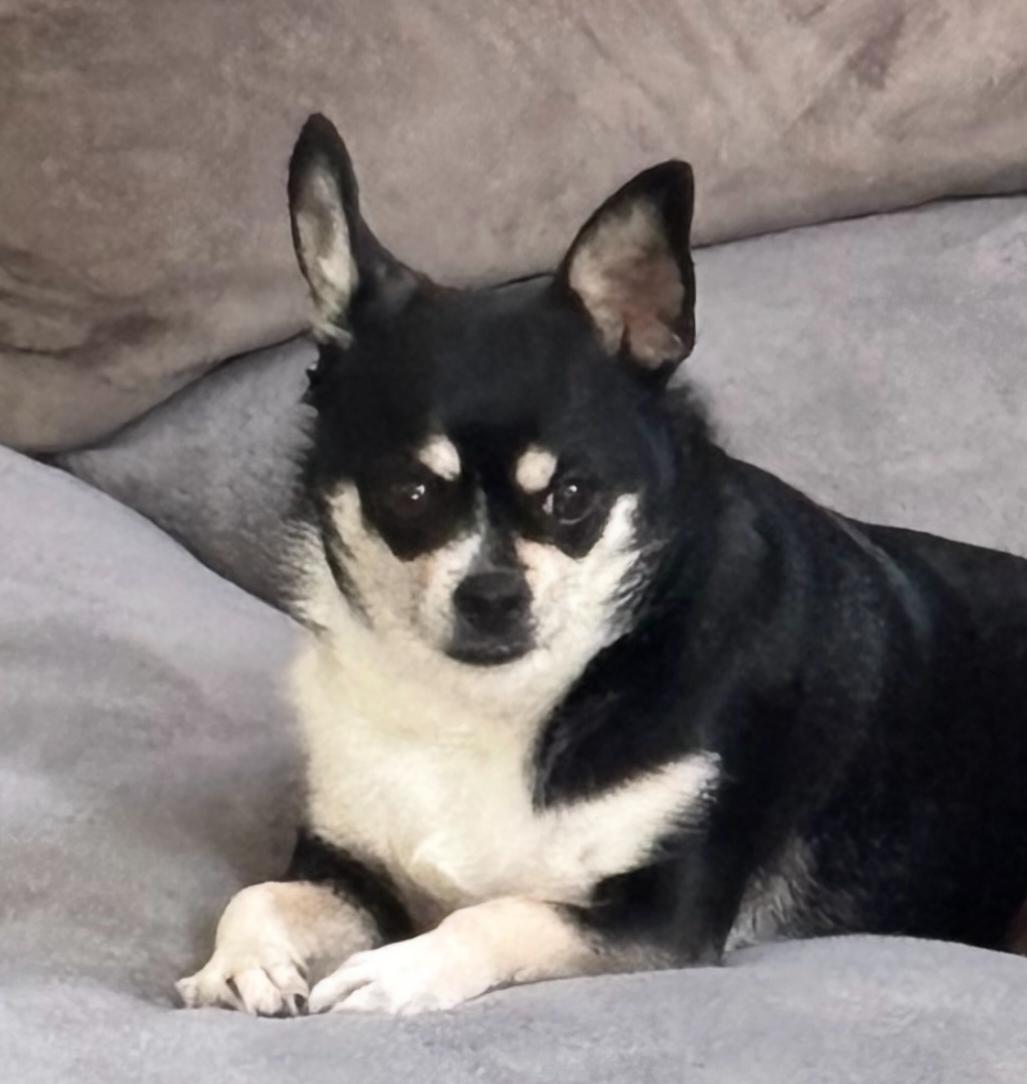 Enlarge Salem , an adopted Chihuahua in Lexington, KY image 3/5