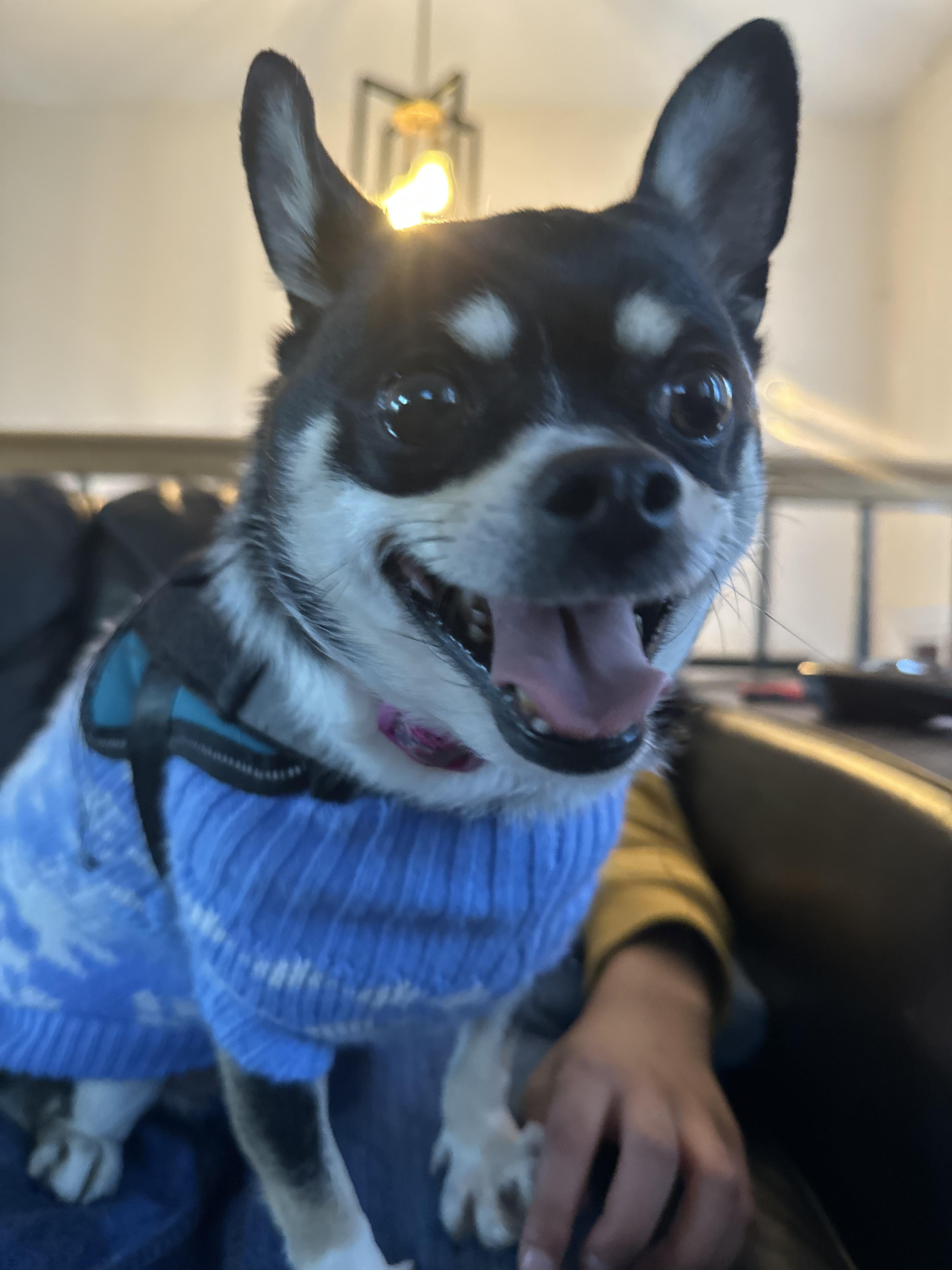 Enlarge Salem , an adopted Chihuahua in Lexington, KY image 4/5