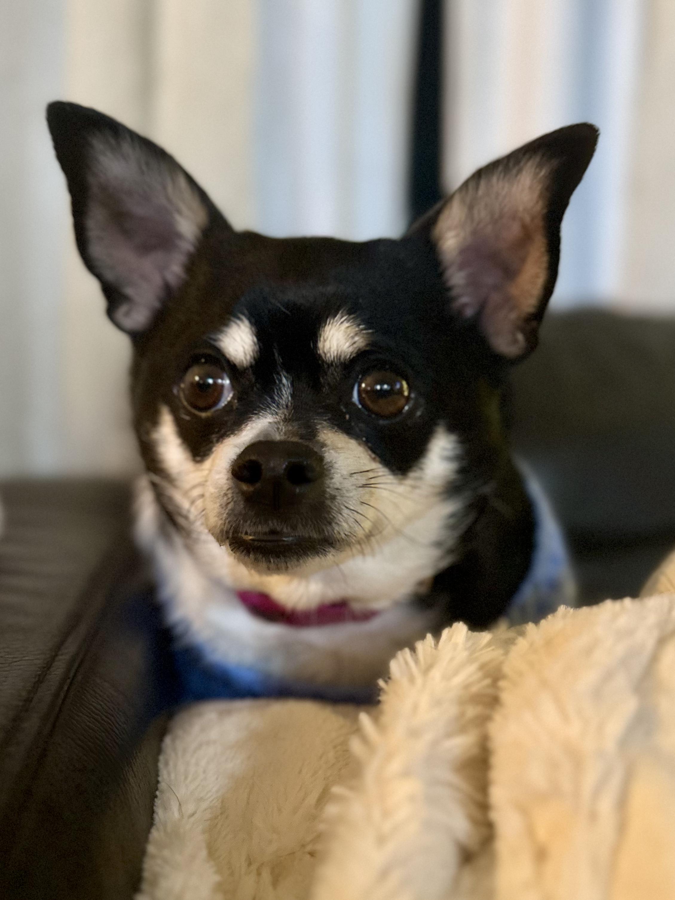 Salem , adopted, Adult Female Chihuahua.