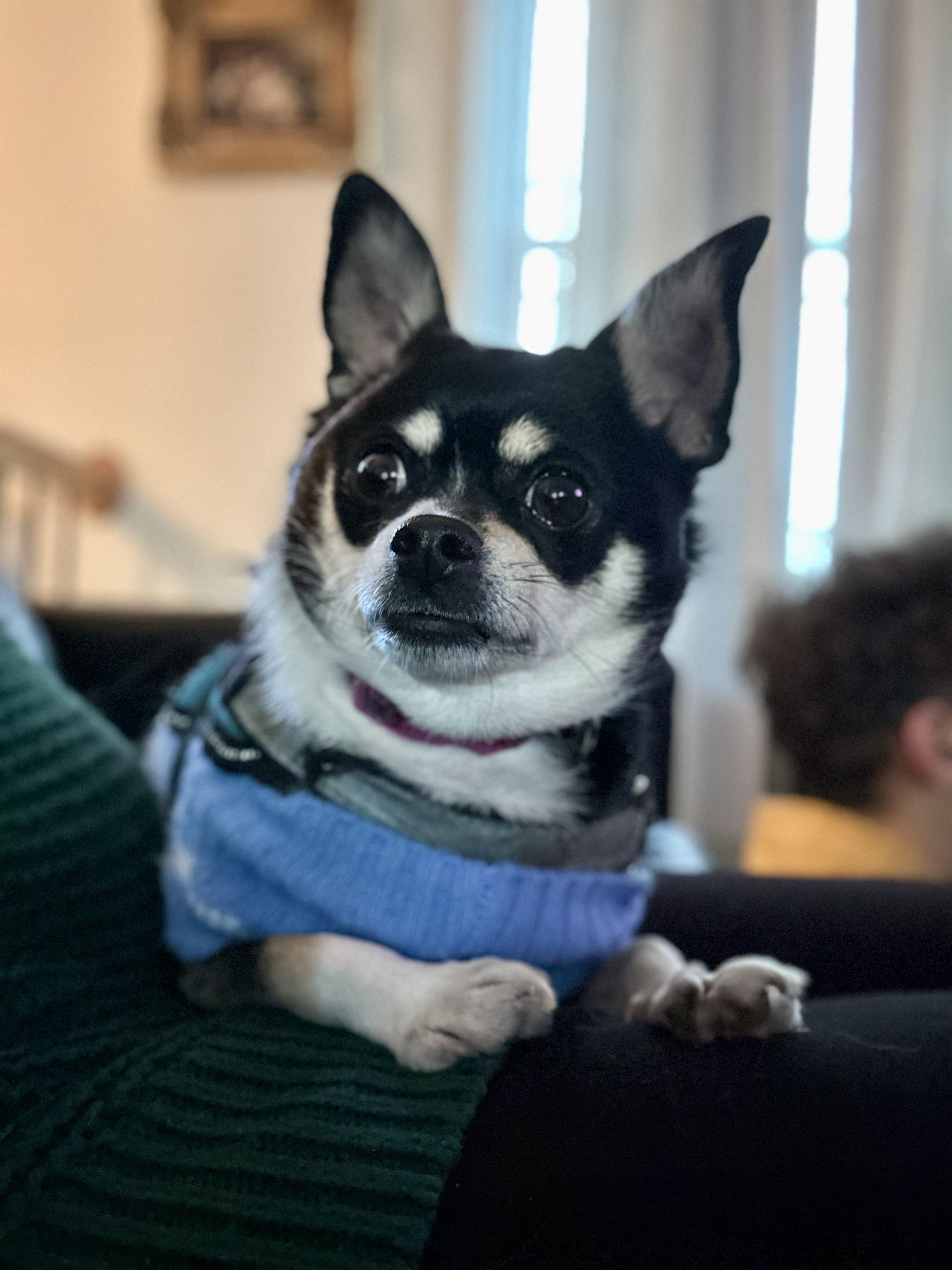 Enlarge Salem , an adopted Chihuahua in Lexington, KY image 5/5