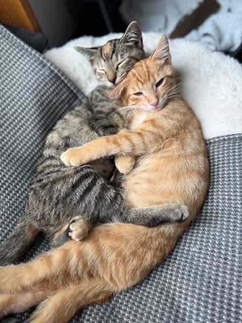 Enlarge Noodles and Ginger- Courtesy Post/North Wales PA, a Adoptable Domestic Short Hair in Turnersville, NJ image 1/1