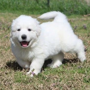 Everest — thumbnail 3