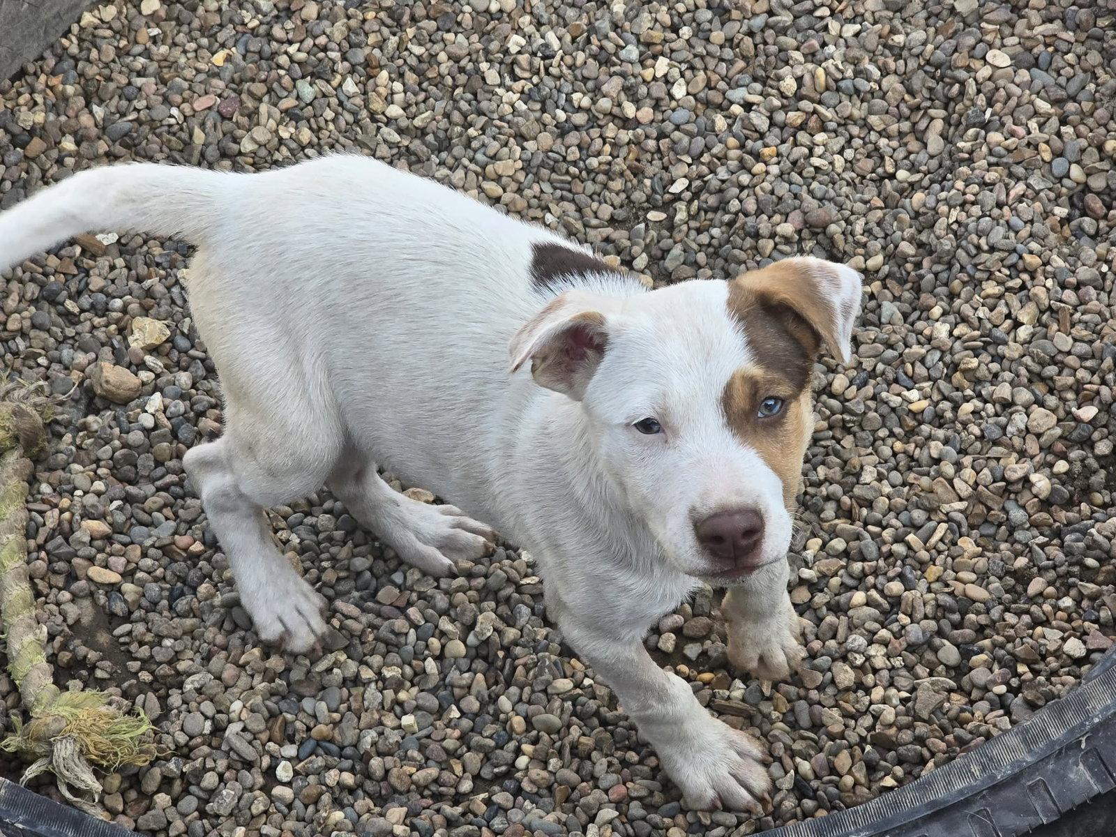 Enlarge Diezel, a Adoptable Mixed Breed in Poplar Bluff, MO image 1/1