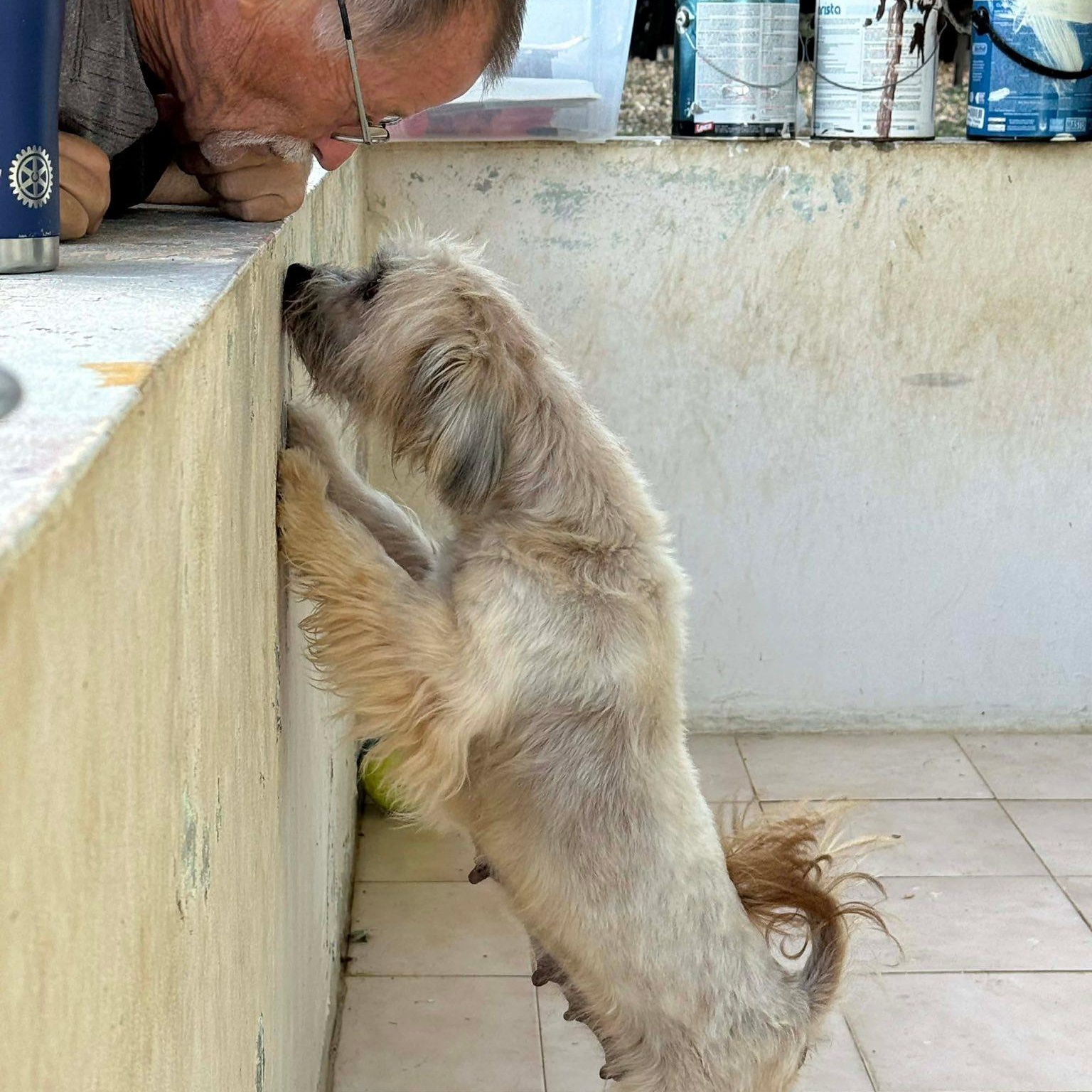 Enlarge Flo!, a Adoptable mixed breed in Nanuet, NY image 4/6