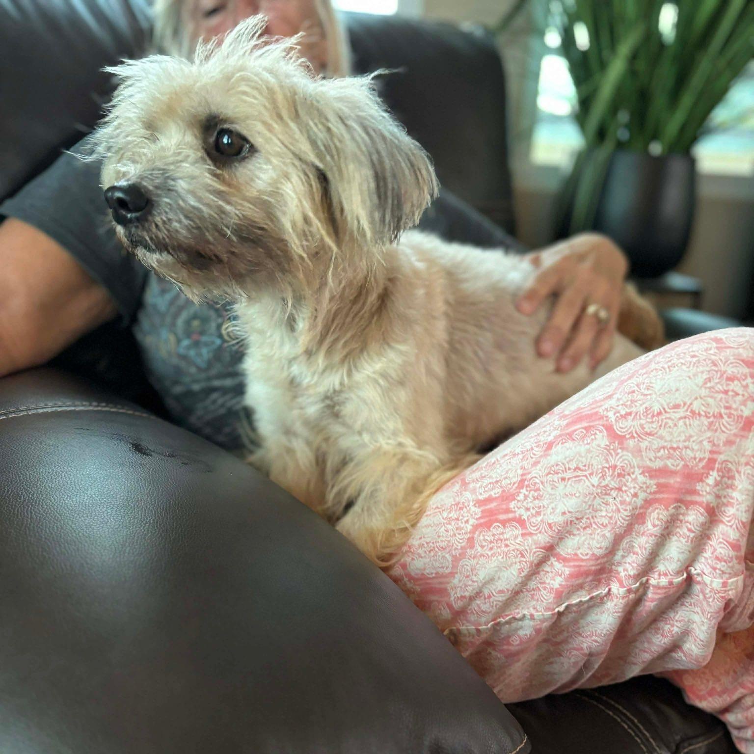 Enlarge Flo!, a Adoptable mixed breed in Nanuet, NY image 5/6