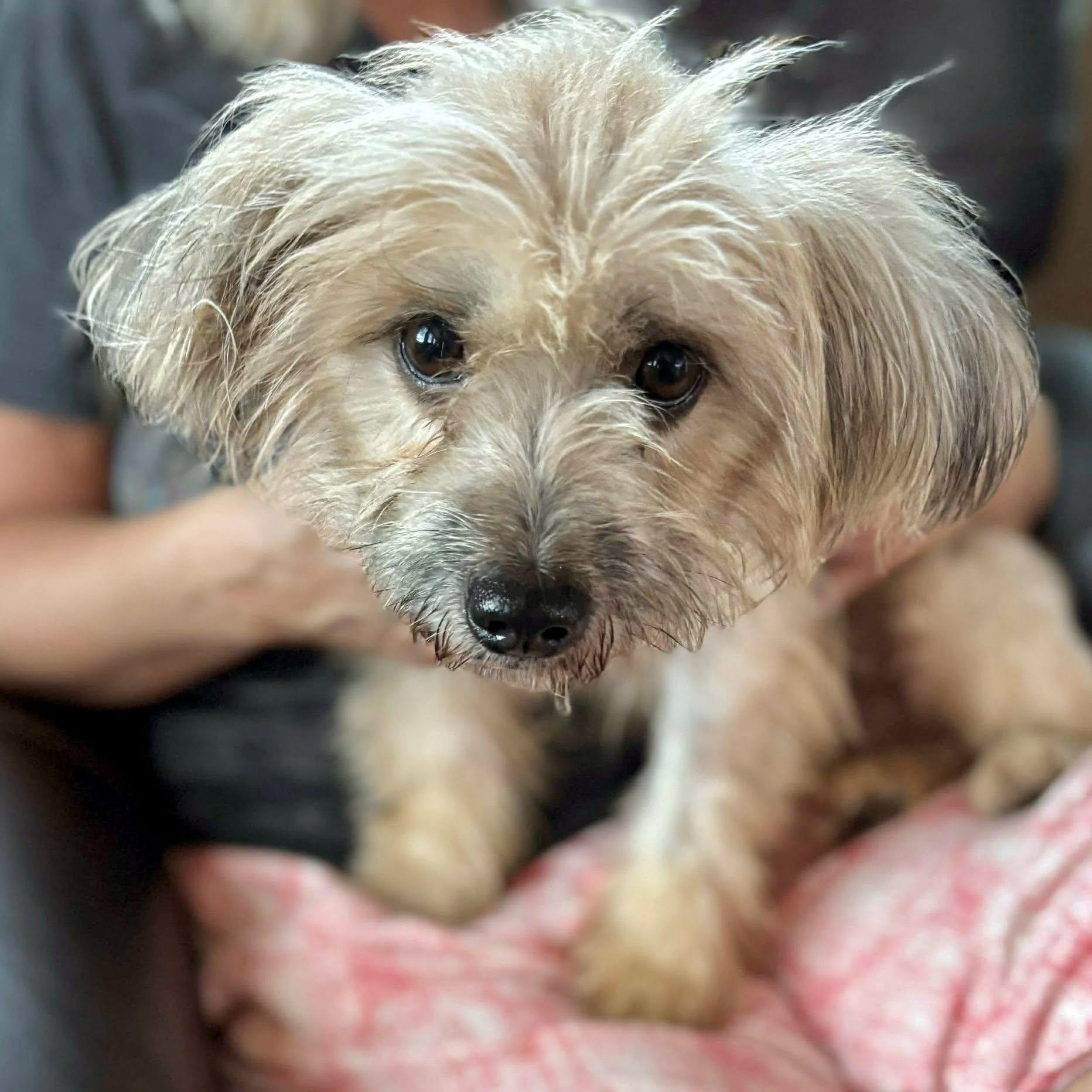 Enlarge Flo!, a Adoptable mixed breed in Nanuet, NY image 1/6