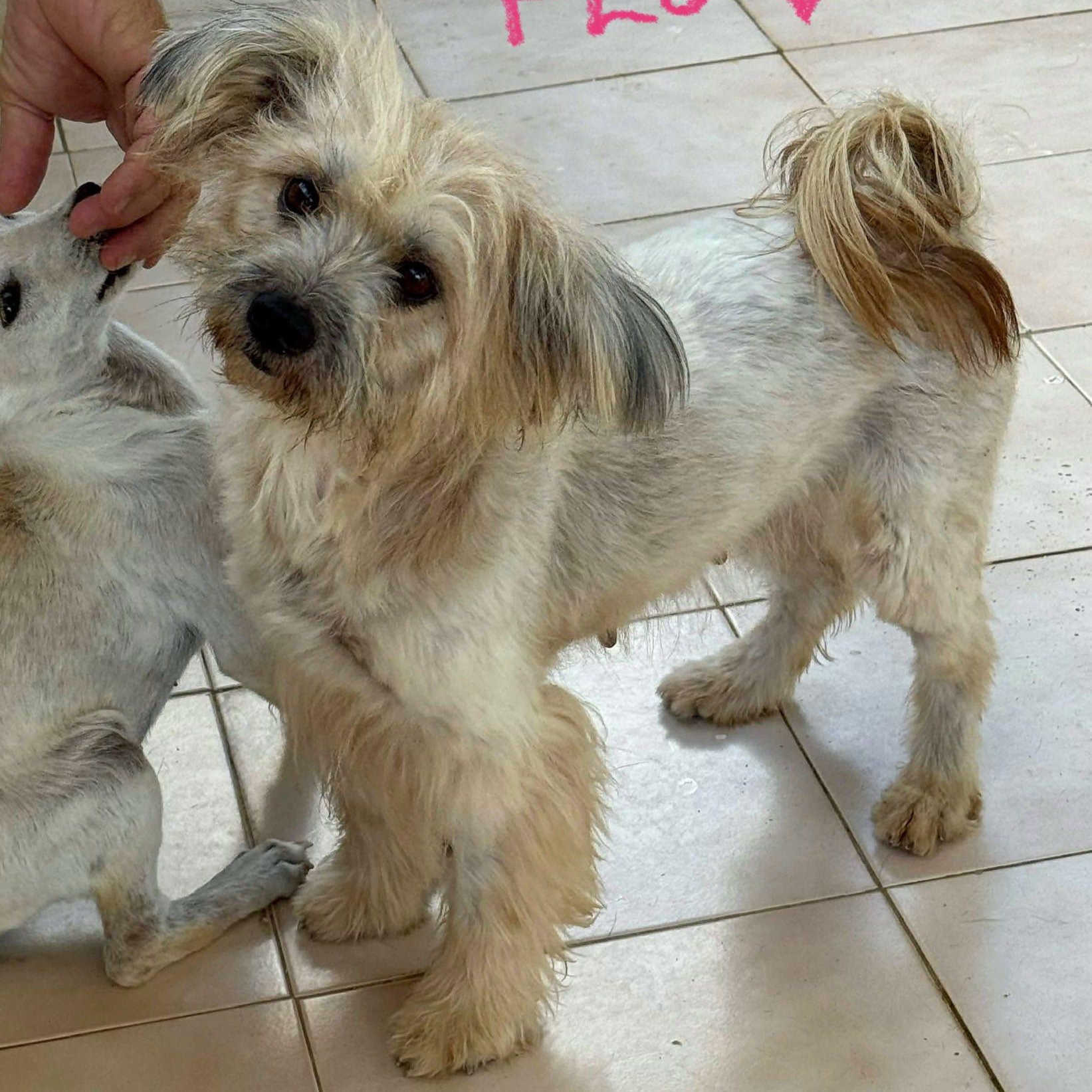 Enlarge Flo!, a Adoptable mixed breed in Nanuet, NY image 2/6