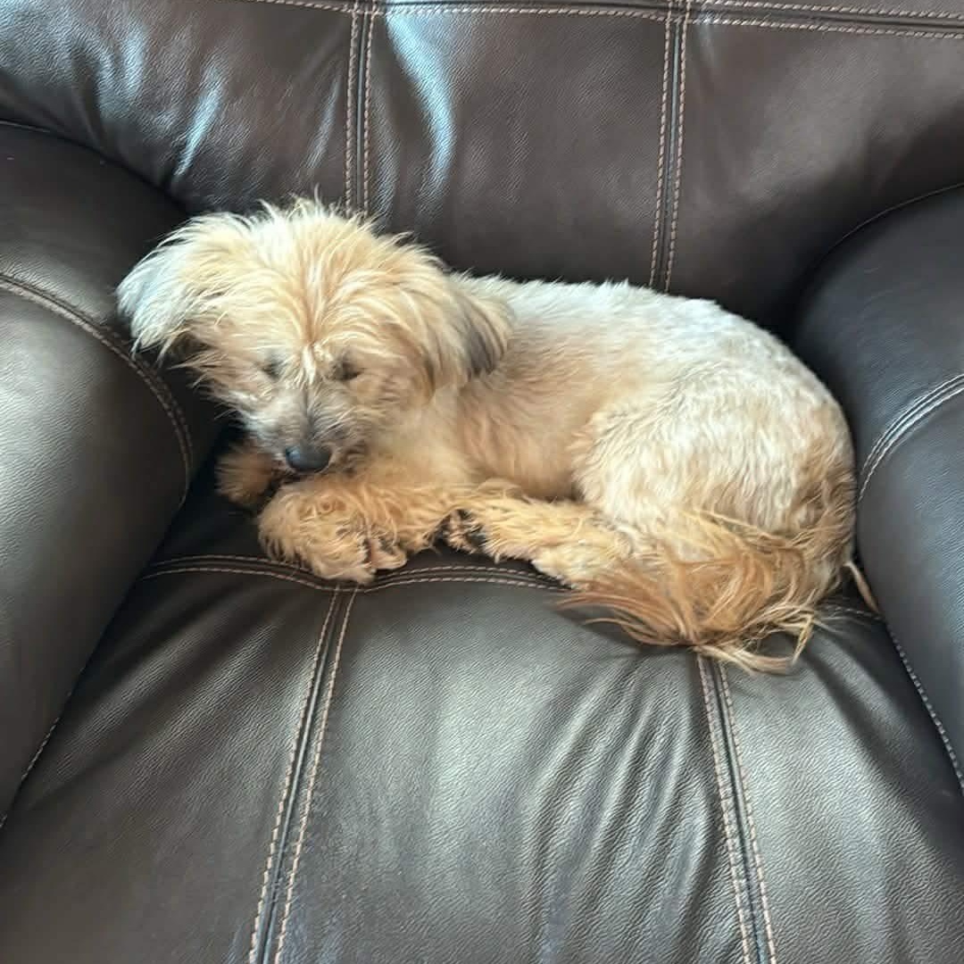 Enlarge Flo!, a Adoptable mixed breed in Nanuet, NY image 6/6