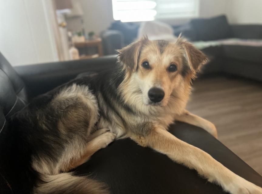 Ginny, adopted, Adult Female Border Collie & Australian Shepherd.