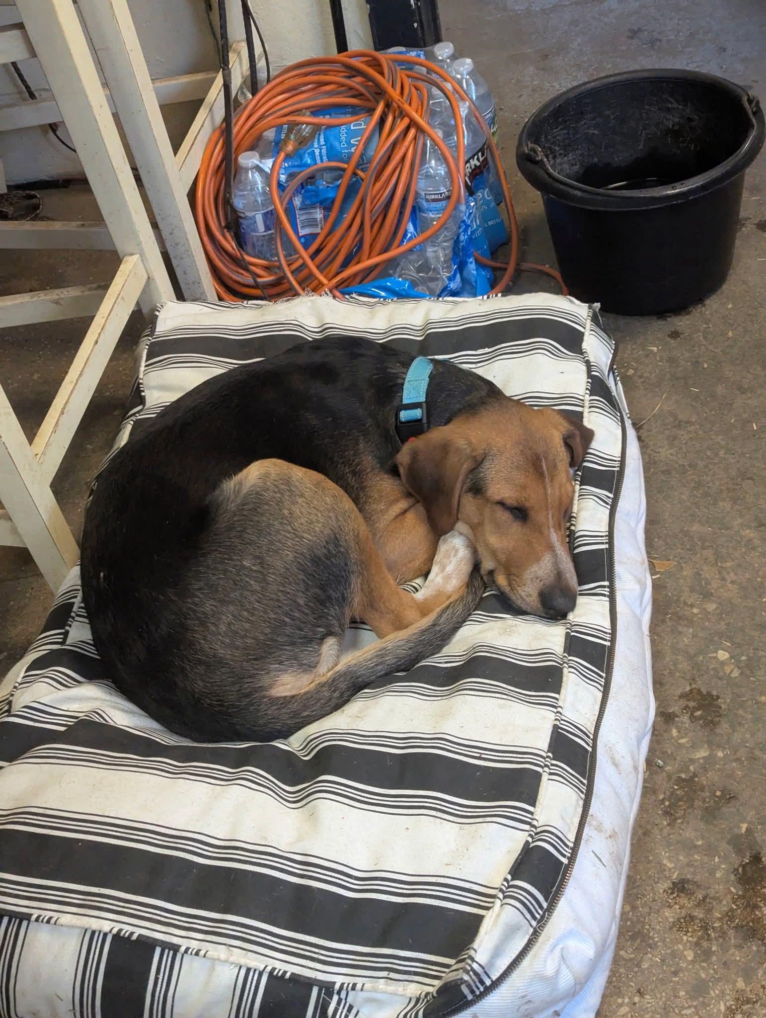 Enlarge Cooper, a Adopted Hound in Glenmoore, PA image 2/3