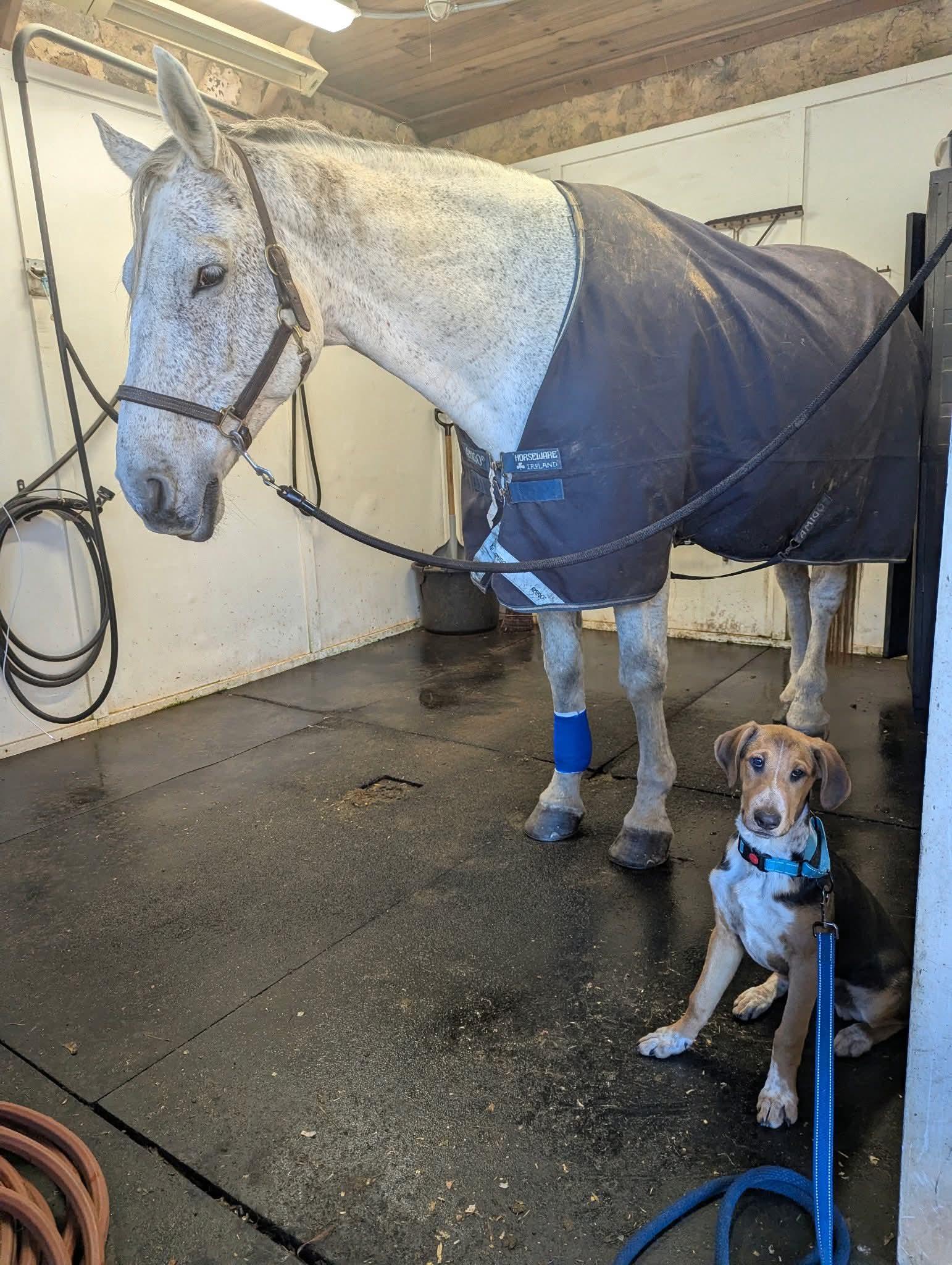 Enlarge Cooper, a Adopted Hound in Glenmoore, PA image 3/3