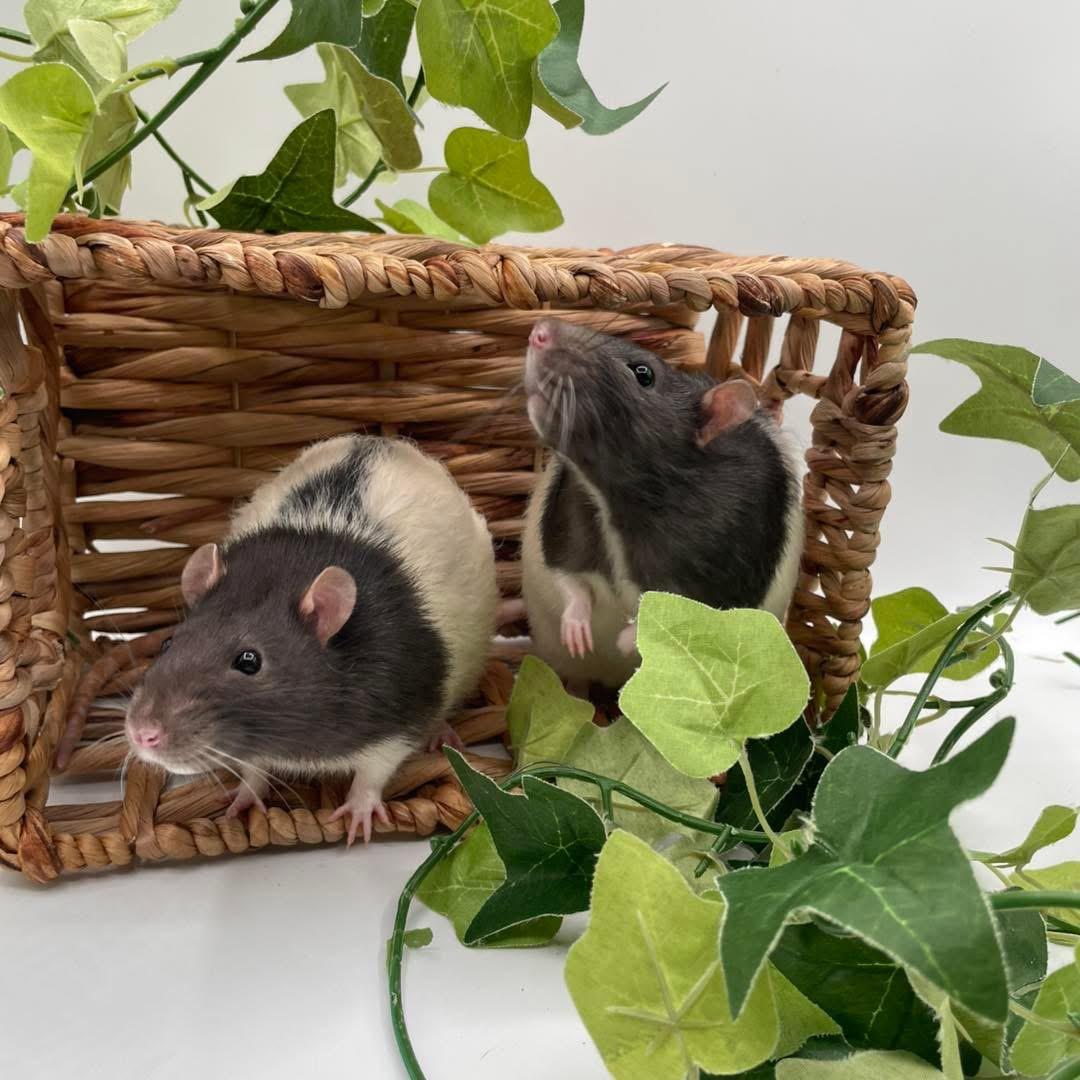 Enlarge Aang & Appa, an adopted Rat in Springfield, OR image 1/1