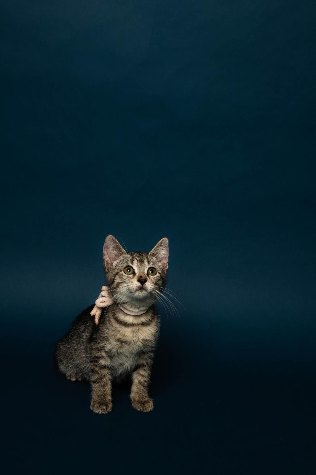 Enlarge Mimmin, a Adoptable Tabby in Kissimmee, FL image 3/4