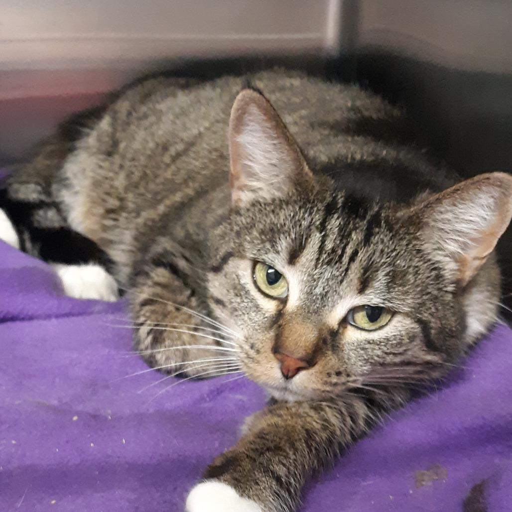 Enlarge Felix, a Adoptable Domestic Short Hair in Spokane, WA image 1/1