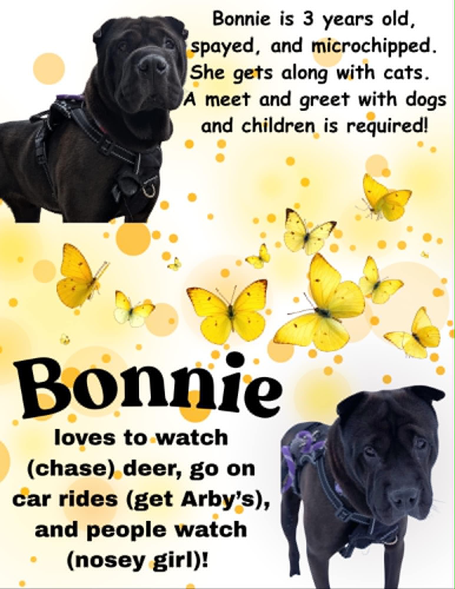 Bonnie, ADOPTABLE, Adult Female Shar-Pei.