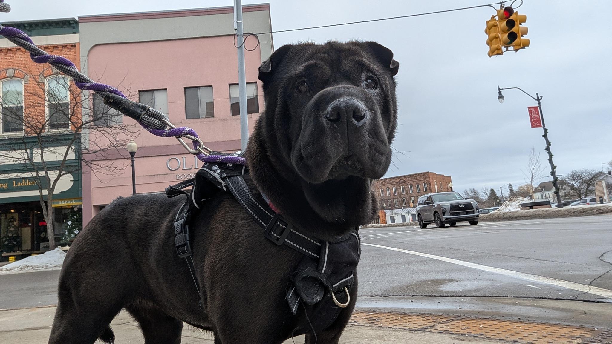 Enlarge Bonnie, a ADOPTABLE Shar-Pei in Lincoln, MI image 2/2