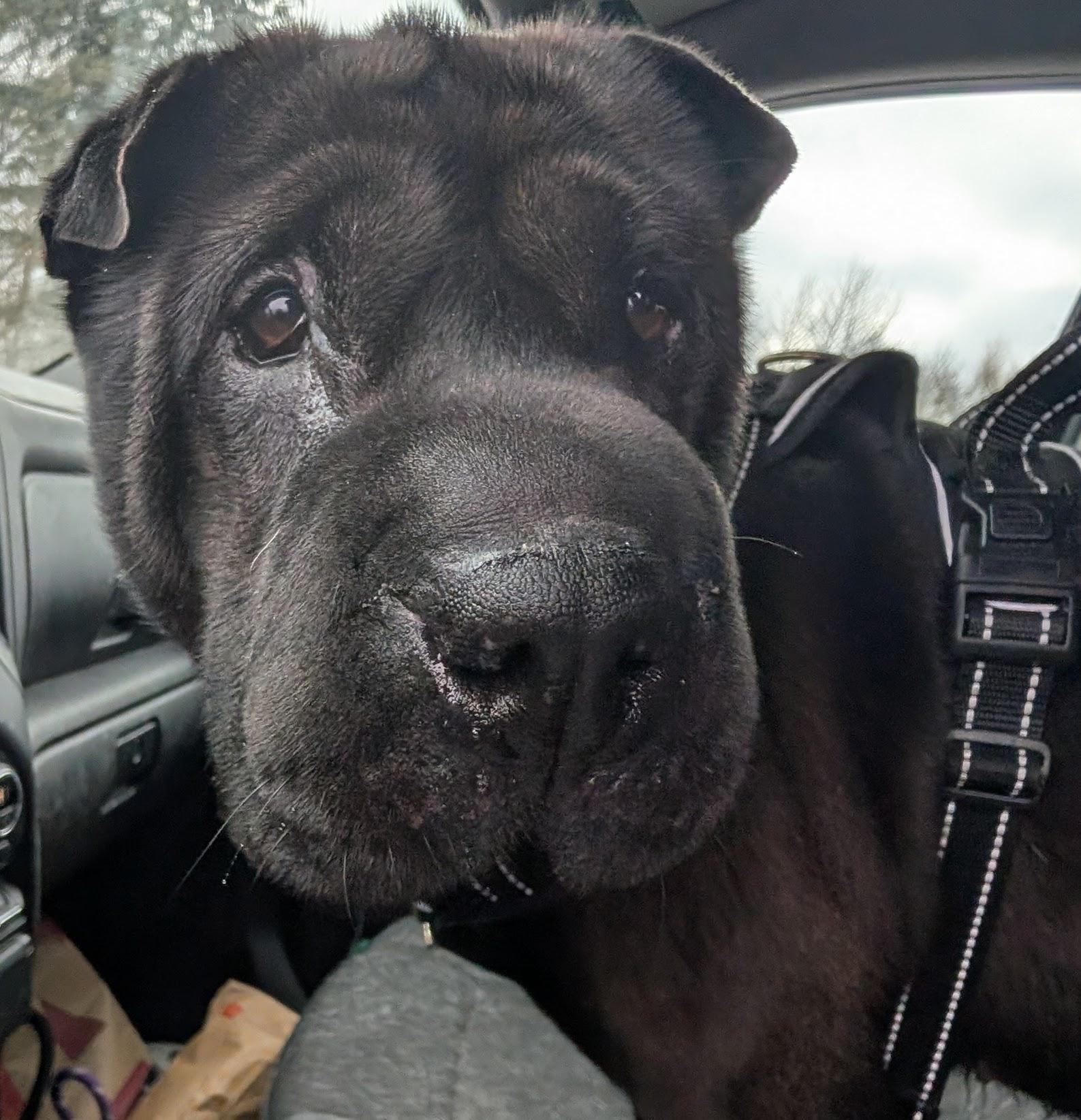 Enlarge Bonnie, a ADOPTABLE Shar-Pei in Lincoln, MI image 1/2