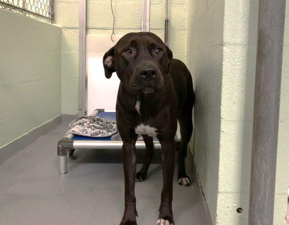 Enlarge Ruby Sue, a Adoptable Mixed Breed in Durham, NC image 1/1