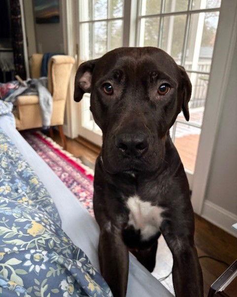 Roux, Adoptable, Adult Female Mixed Breed.