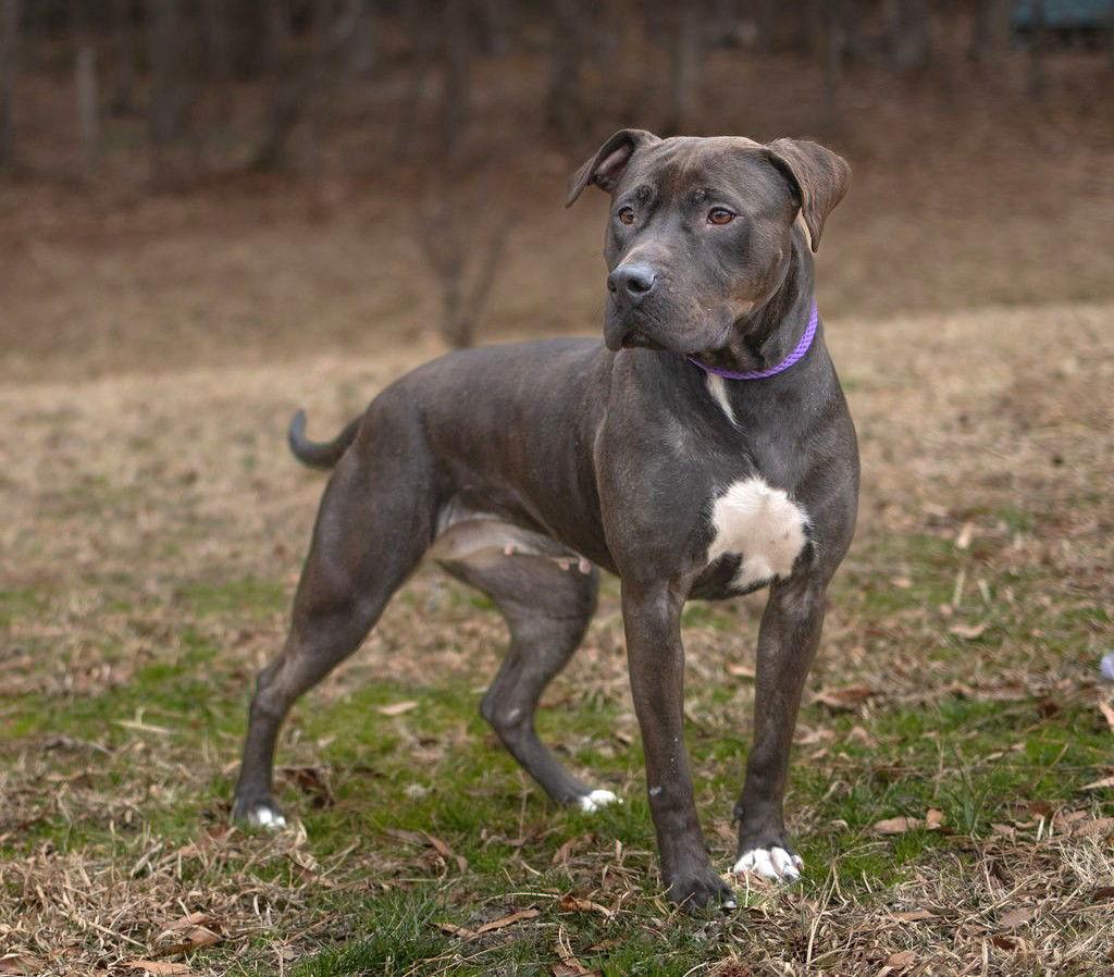 Roux, a Adoptable Mixed Breed in Durham, NC image 2/3