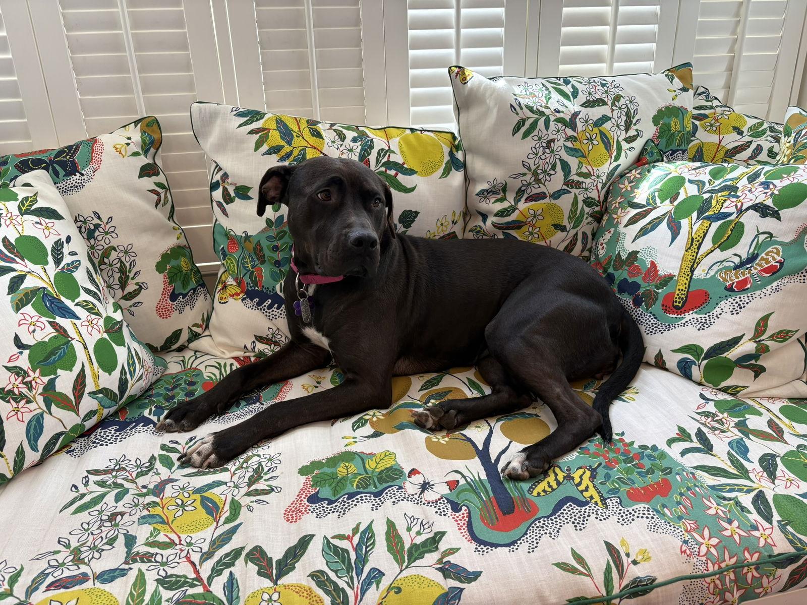 Roux, a Adoptable Mixed Breed in Durham, NC image 3/3