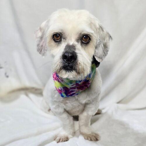 Toby, a Adoptable mixed breed in Broken Arrow, OK image 1/2