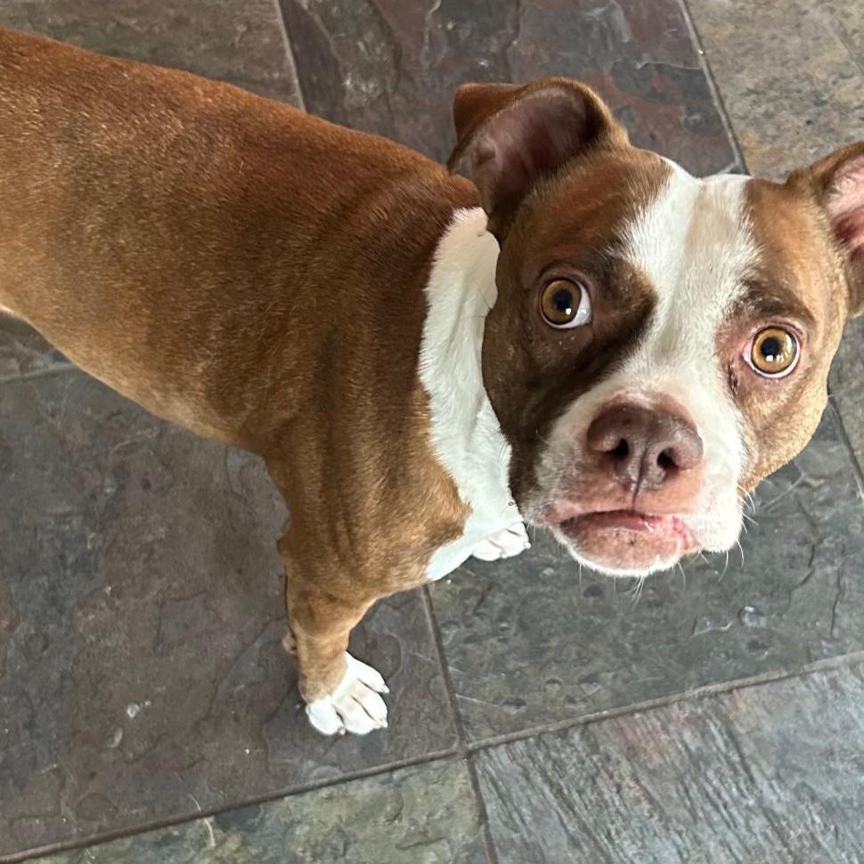 Lola, ADOPTABLE, Adult Female Boxer.