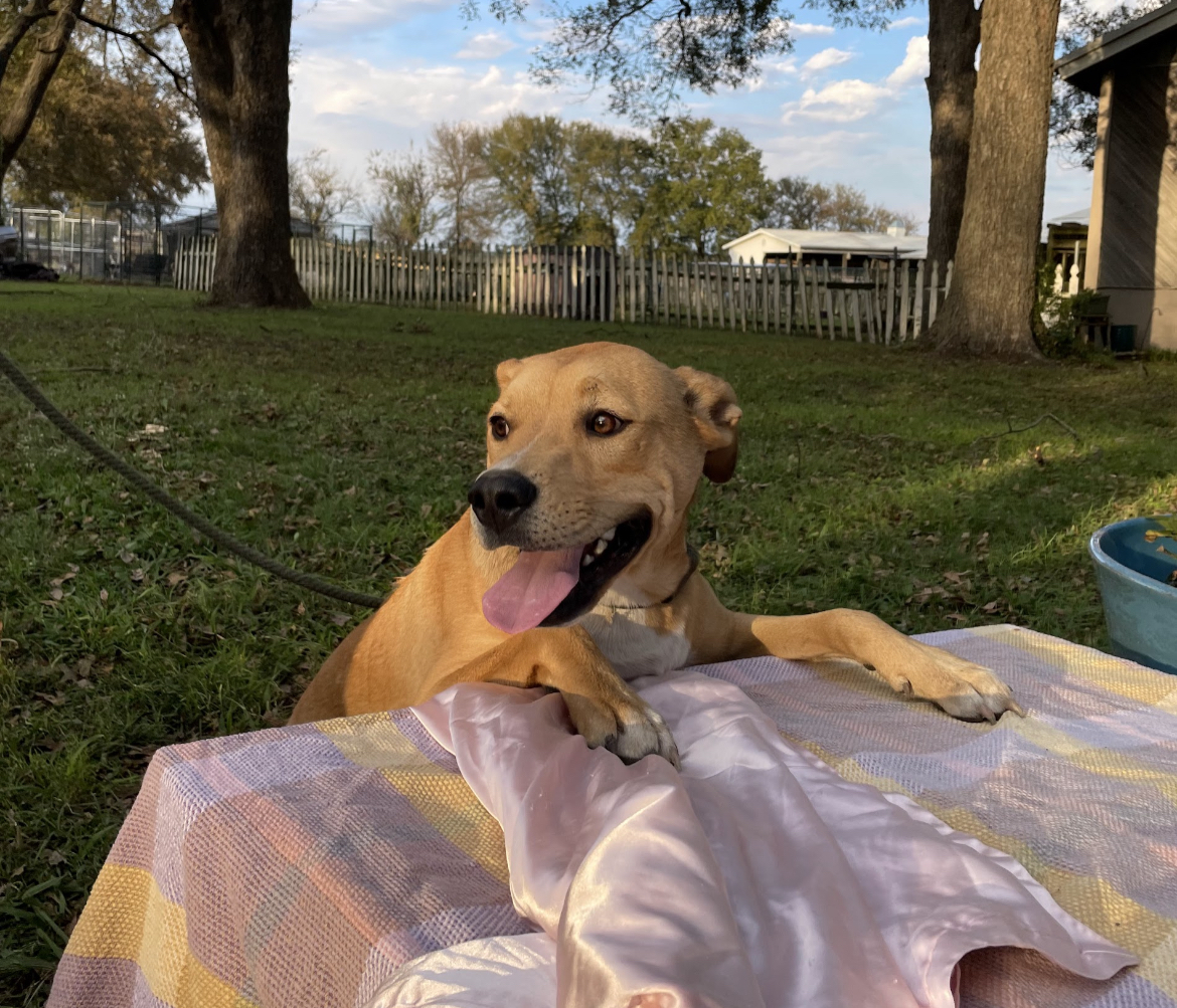 Icee, Adoptable, Puppy Male Black Mouth Cur & Yellow Labrador Retriever.