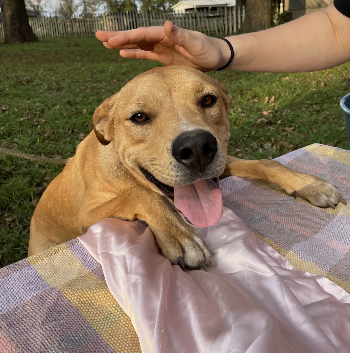 Enlarge Icee, a Adoptable mixed breed in Anna, TX image 2/6