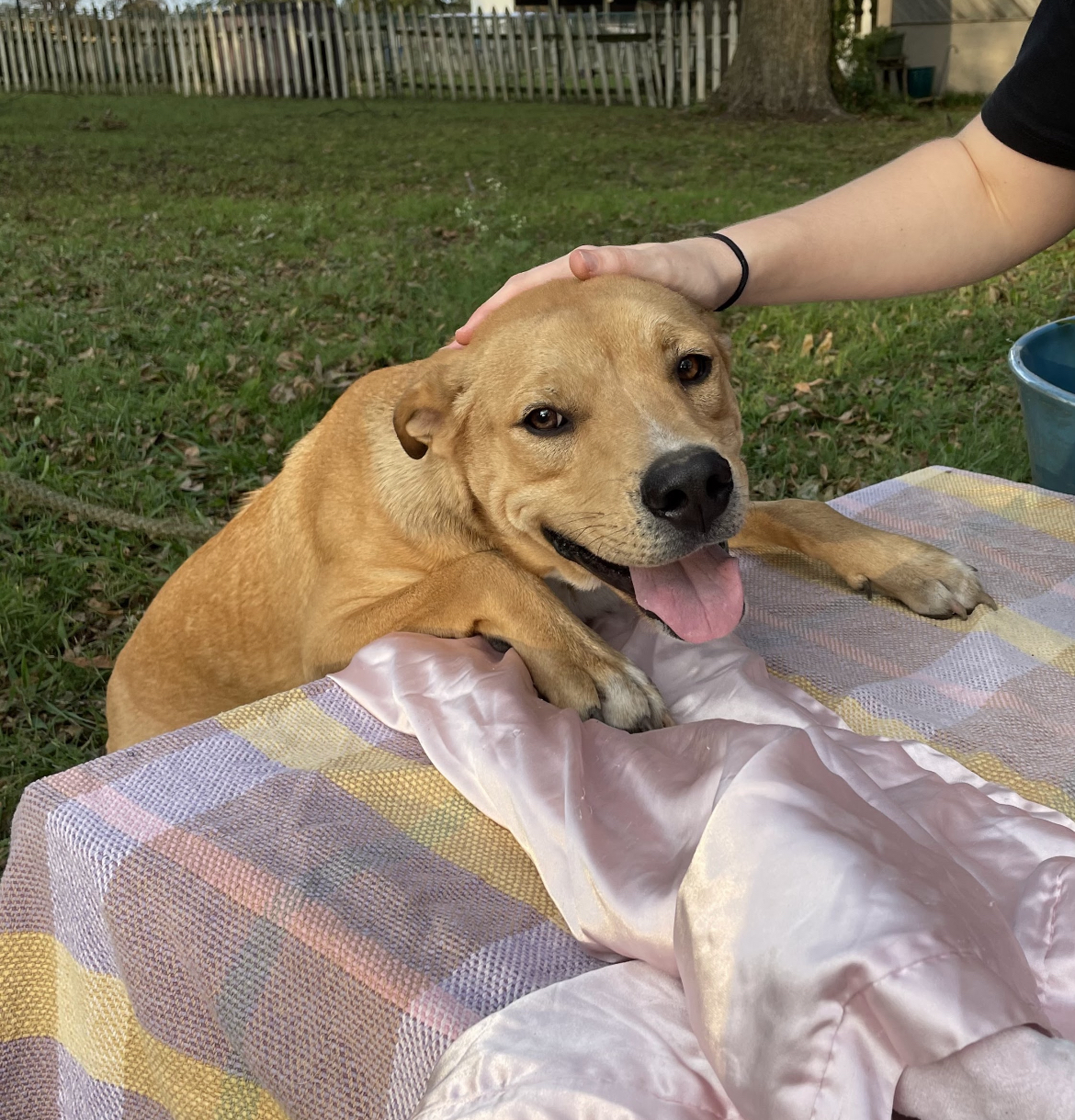 Enlarge Icee, a Adoptable mixed breed in Anna, TX image 3/6