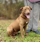 Smitty, adopted, Young Male Vizsla & Labrador Retriever.