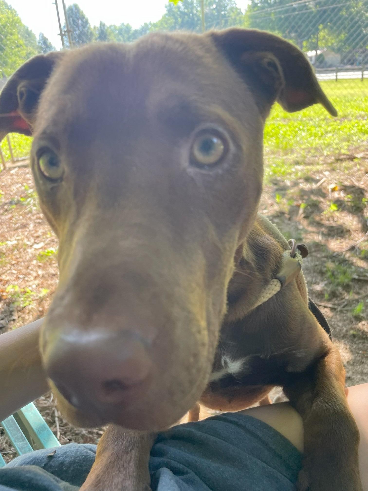 Enlarge Smitty, an adopted mixed breed in Sautee Nacoochee, GA image 2/2