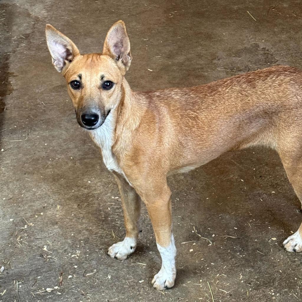Enlarge Lee, a Adoptable mixed breed in Hohenwald, TN image 1/1