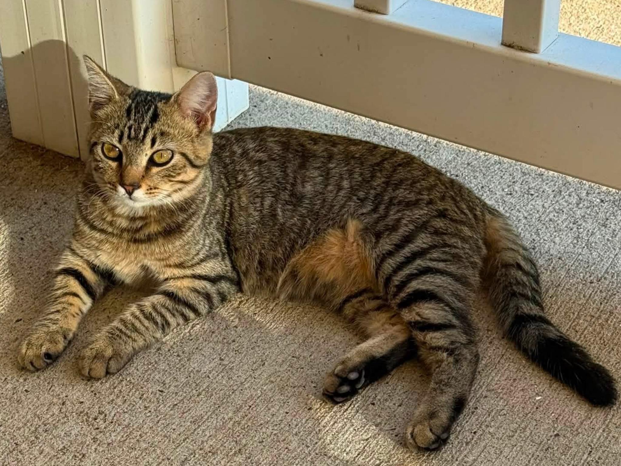 Poppi, a ADOPTABLE Domestic Short Hair in Dover, TN image 2/2