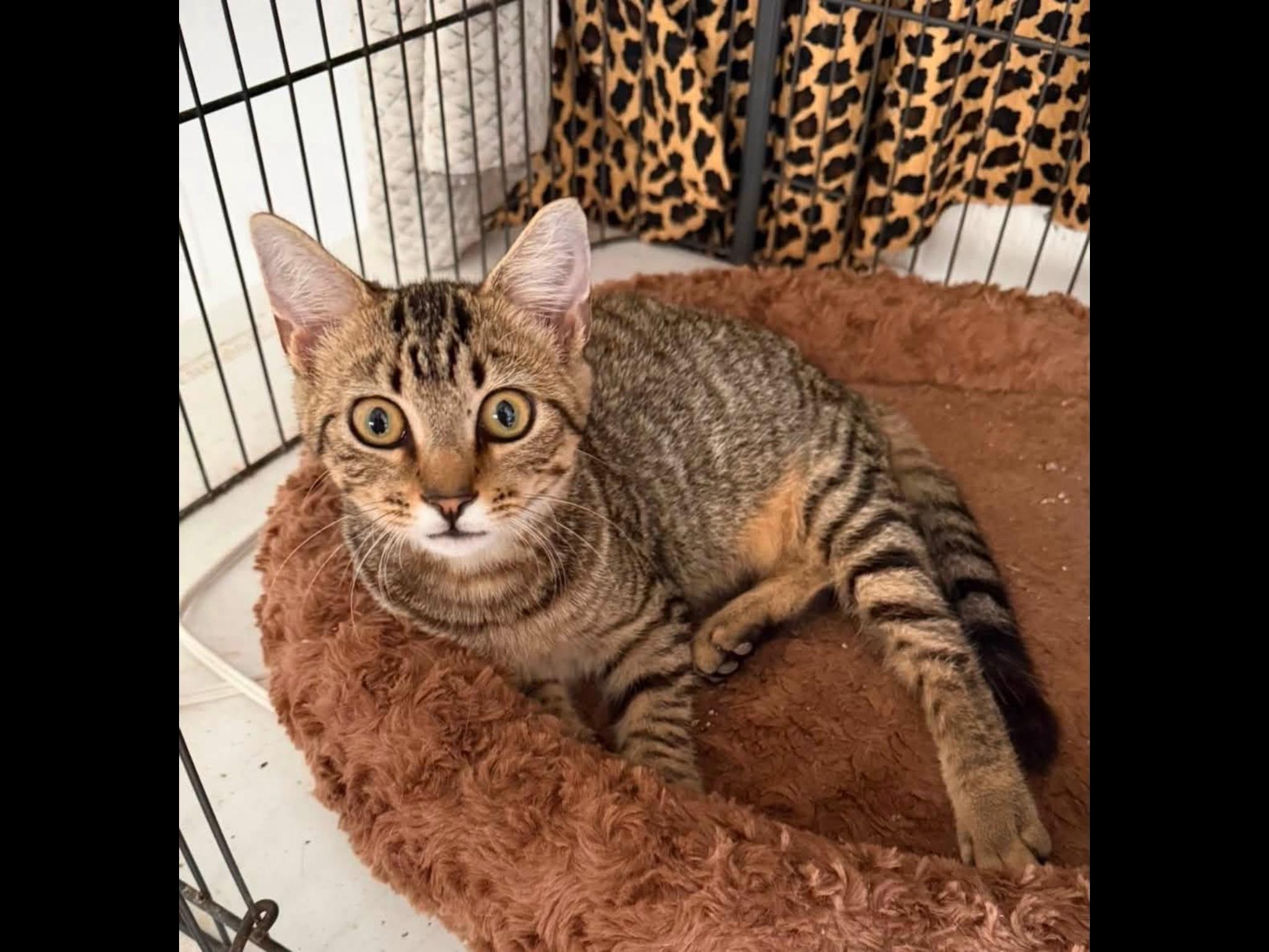 Poppi, ADOPTABLE, Young Female Domestic Short Hair.