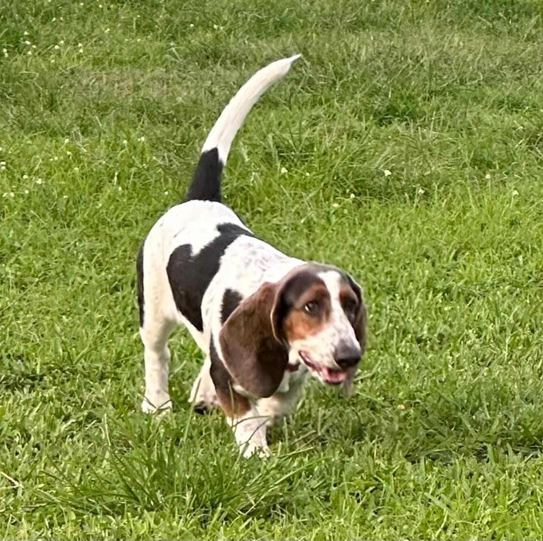 Enlarge Biela/Astro, a ADOPTABLE Basset Hound in Auburndale, FL image 3/4