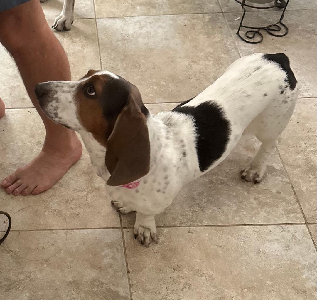 Enlarge Biela/Astro, a ADOPTABLE Basset Hound in Auburndale, FL image 4/4