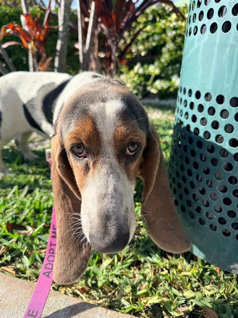 Enlarge Biela/Astro, a ADOPTABLE Basset Hound in Auburndale, FL image 2/4