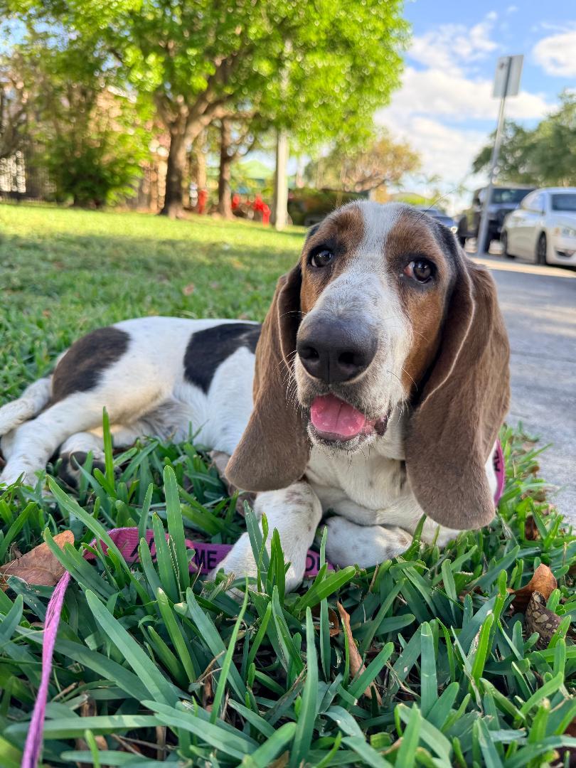 Enlarge Biela/Astro, a ADOPTABLE Basset Hound in Auburndale, FL image 1/4