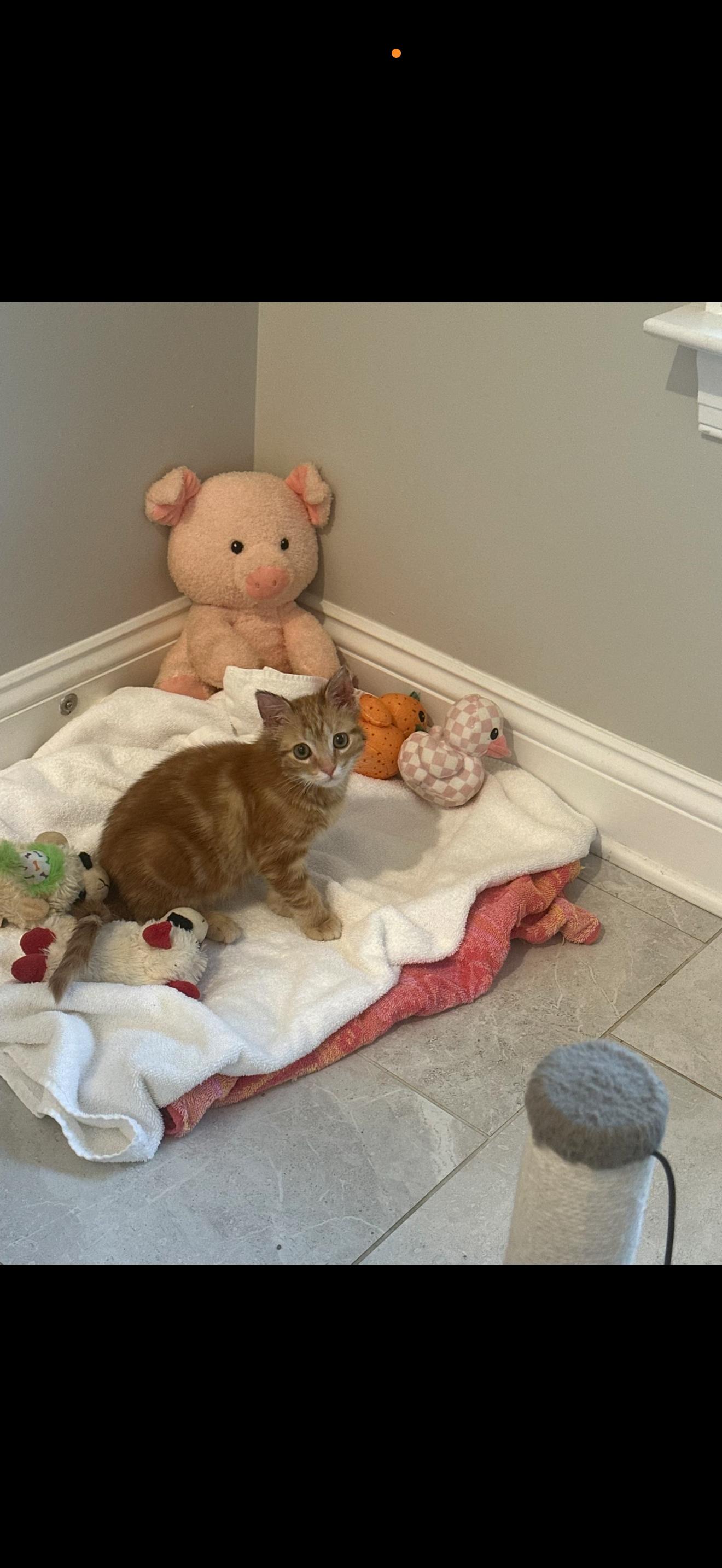 Cheeto, Adopted, Kitten Female Domestic Short Hair.