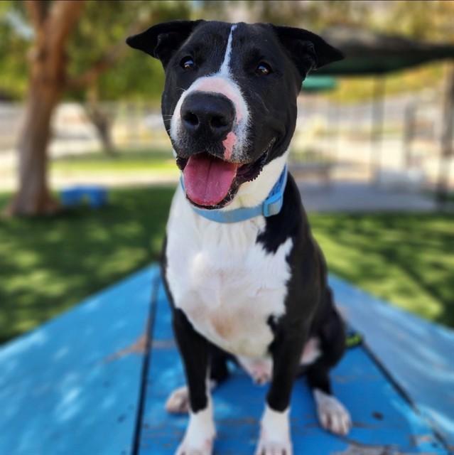 Enlarge LUCA, a Adoptable mixed breed in Agoura, CA image 1/1